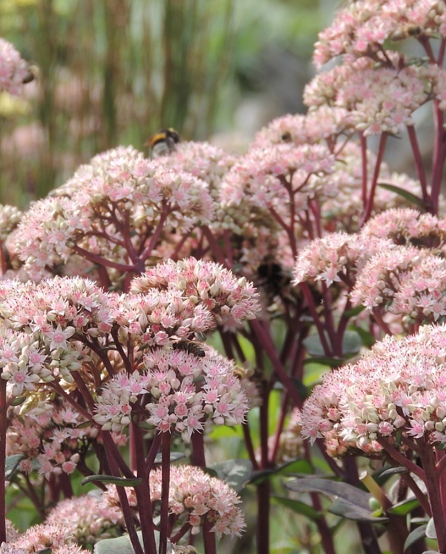 Очиток видный Матрона 1 шт Р9